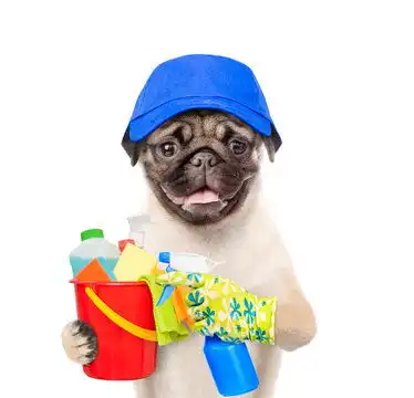 点击来源直接获取大图文件清洁概念戴着蓝色帽子的狗用爪子拿着喷雾和装有洗涤液的桶白色背景下孤立宠物搞笑宠物高清大图