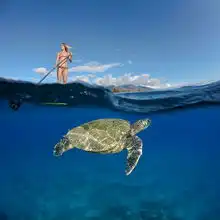 美摄影师海洋生物照精选大白鲨的微笑
