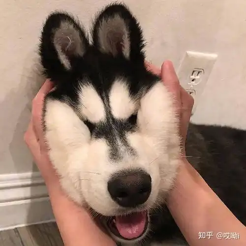 欧美沙雕头像ins女生榴