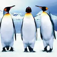 恶搞企鹅头像微信头像图片大全