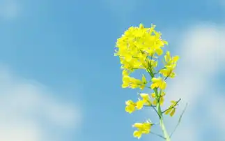 清新各色小花大屏壁纸