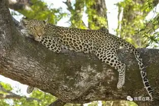 有这么一个国家,人类可以在这里与大自然做最亲密的接触