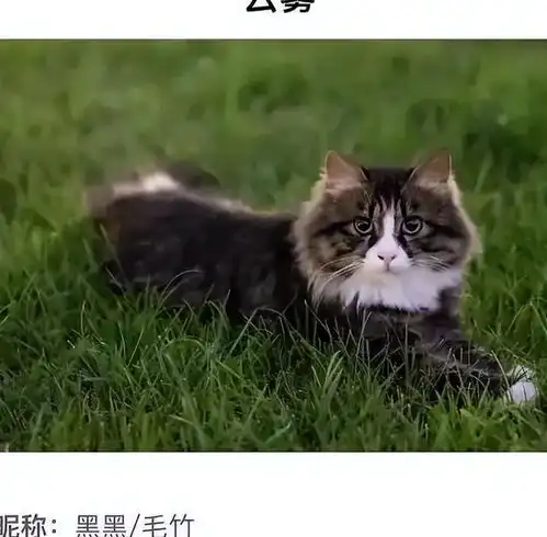 北大女生论文中致谢大橘,理由真实而动容,世上不能没有猫咪