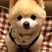 狗狗穿人衣服的头像微信头像图片大全