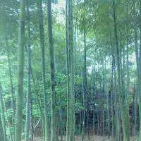 植物挡住头头像女生微信头像图片大全