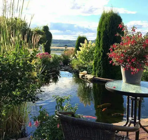 锦鲤疾病治疗常用6要素