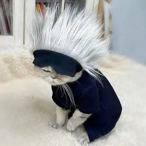 看完豆瓣灵魂画猫组,我笑到劈叉