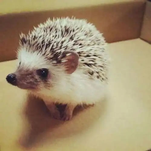 你想要温暖,但你的刺,竖的直直的