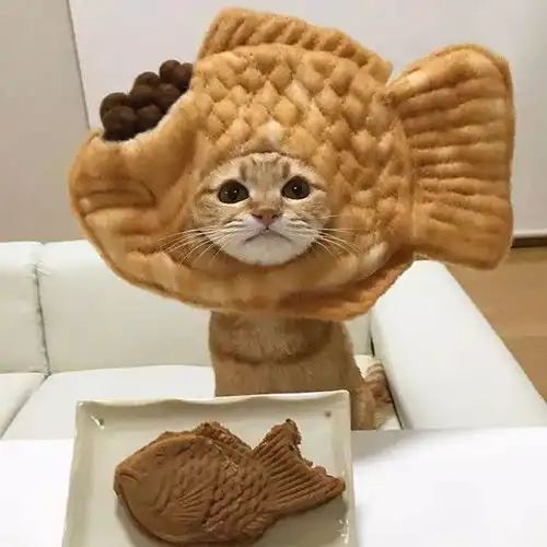 这种喵cake,可以集体打包带回家吗