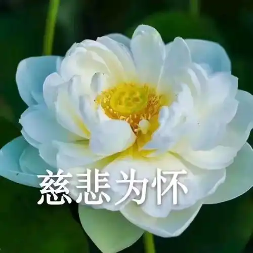 年轻女孩用荷花做头像