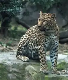 四川省有哪些宝贵的动物