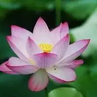 寻找荷花做头像的图片微信头像图片大全