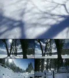 实拍雪源大树视频图片设计素材高清模板下载32.78mb其他大全