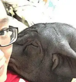 妙龄女孩和猪同床5年,从20斤养到200斤,要与它相爱结婚