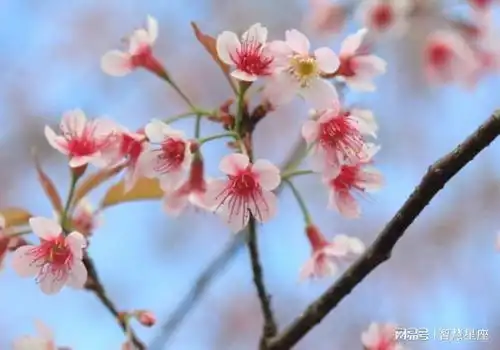 4月财运走高,好事成双,只进财不破财的三生肖