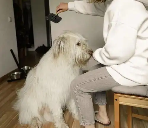 为了和宠物通灵,我花了5万块