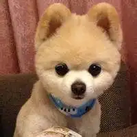 可爱狗狗卖萌头像卖萌小狗狗头像图片