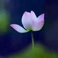 带有花的微信头像微信头像图片大全