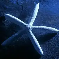 海星个性头像一起拾起我们的海星贝壳