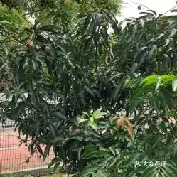 有诗意的头像女生龙眼树