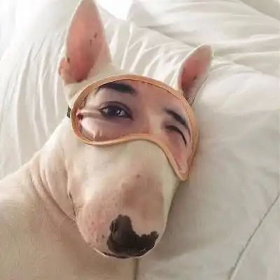 沙雕动物头像图片狗和猫沙雕头像