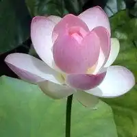 最新莲花图片唯美头像微信头像图片大全