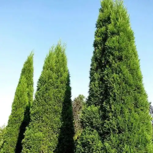 学生头像女生柏树