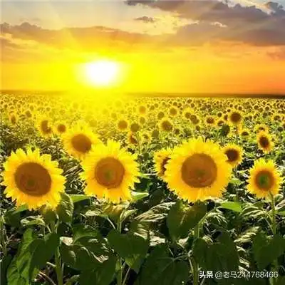 好运招财的微信头像适合