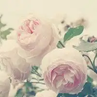 微信头像下载花朵微信头像图片大全