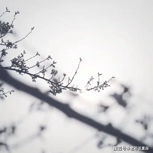 10月9号开始,3生肖运势顺遂,事业顺心,生活幸福快乐属鸡