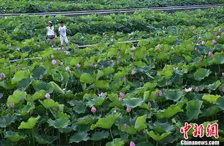 重庆歌乐山百种荷花绽放美女荷塘中表演打太极