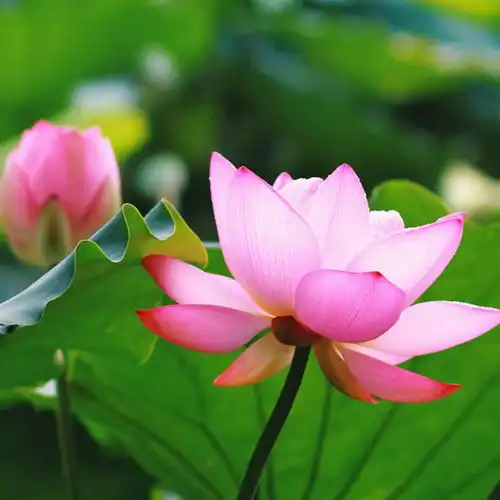 微信头像荷花女孩磁县