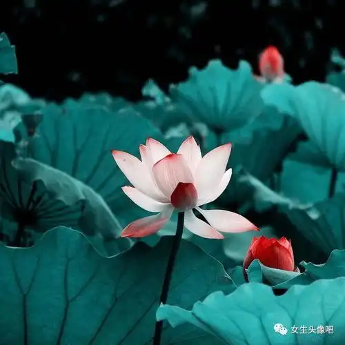 好看的微信头像,2020女人最适合的微信头像