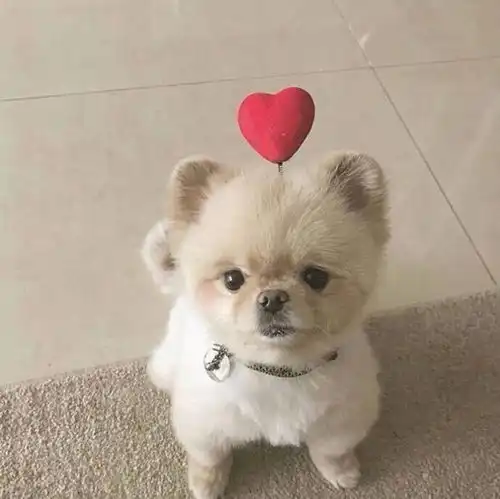 动物控们的福音真是萌哭我了