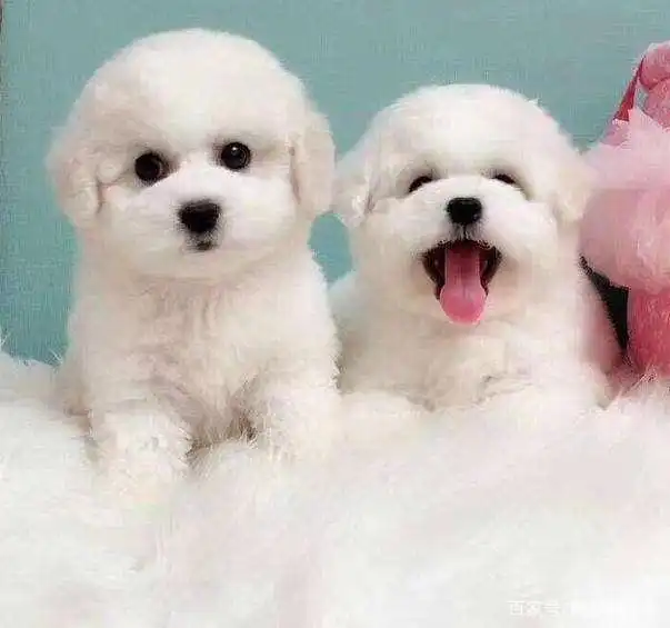 女子拿餐厅餐具喂狗,引其他客人不满,老板的做法让很多网友称赞