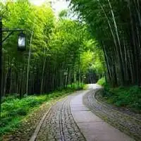 绿色竹林微信头像微信头像图片大全