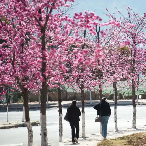 有一种叫云南的生活丨永胜这座小城,一路繁花