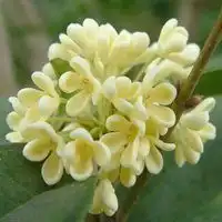 好看的头像桂花