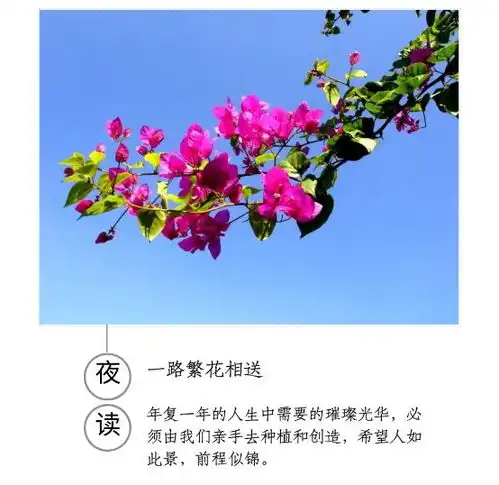 微信头像一路繁花