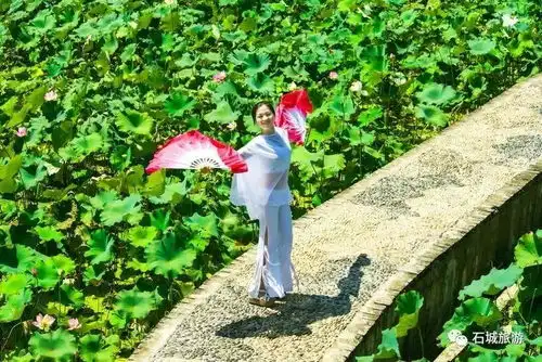 石城莲乡花绽放,美女荷花相映红