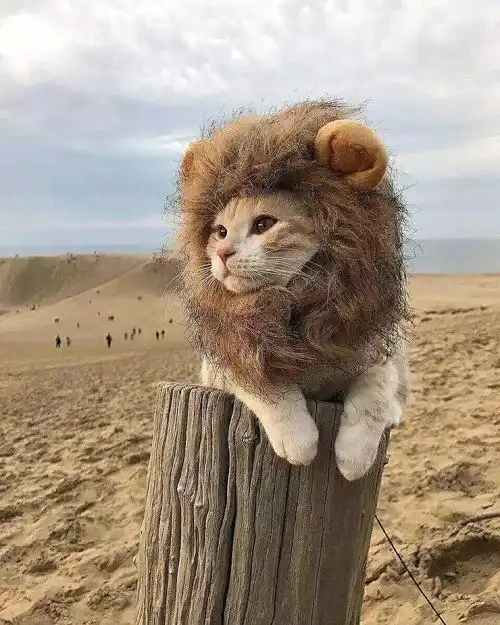 天使狗狗天使猫猫cp头像