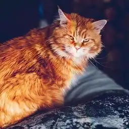 一样的地方,你拍的那叫照片,她们却拍出萌化少女心的爱丽丝仙境