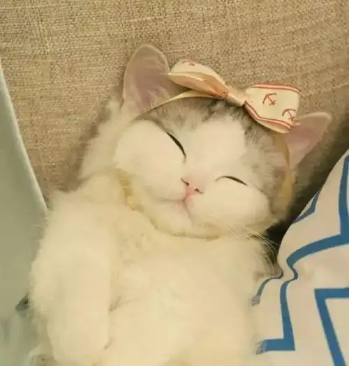 头像女生宠物皮博迪