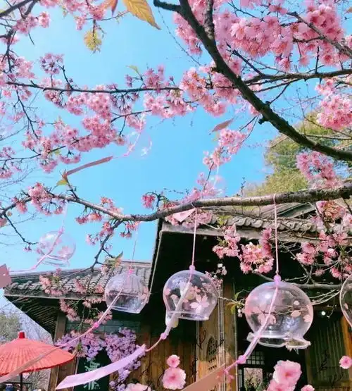 仙气飘飘女生头像半身樱