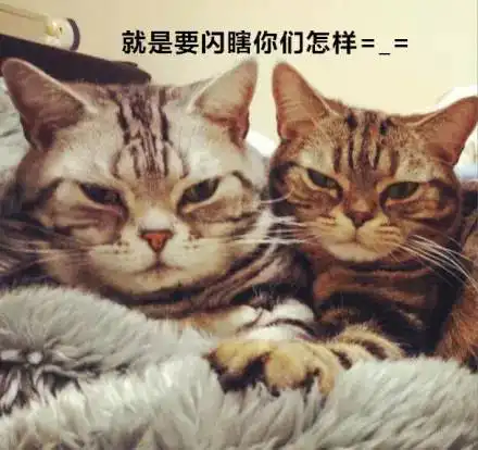 喵单身人士七夕暖心小福利