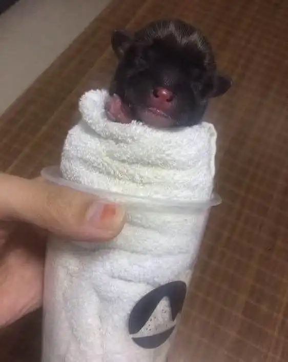 逛街回来垃圾桶里捡了条小奶狗,它迷恋上了杯子当做自己的小窝