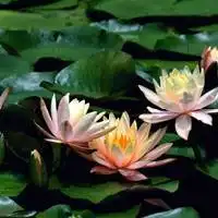 最美丽的莲花qq头像图片,今天龙潭公园给大家拍的,绝对原生态