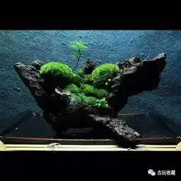 苔藓禅意盆景