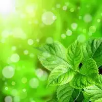 绿色叶子微信头像微信头像图片大全