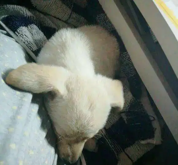 小奶狗得细小被主人遗弃,女孩看到费用犹豫时,狗狗做出惊人举动